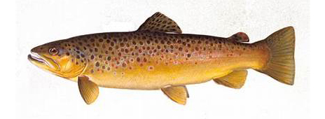 web_brown trout