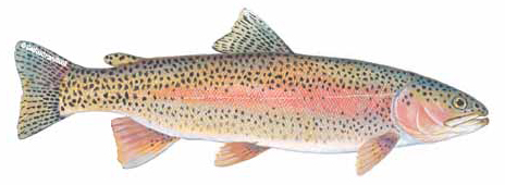 web_rainbowtrout