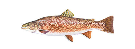 web_tiger trout